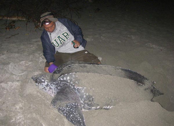 研究人员在给一只产蛋的母棱龟添加标签。