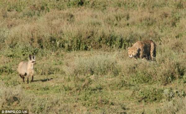 坦桑尼亚“逆天”狐狸追捕猎豹 猎豹夹尾巴逃命