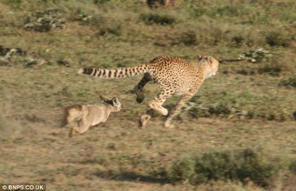 坦桑尼亚“逆天”狐狸追捕猎豹 猎豹夹尾巴逃命