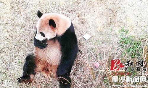 长沙动物园内游客掉钱 熊猫“坐等”失主(图)