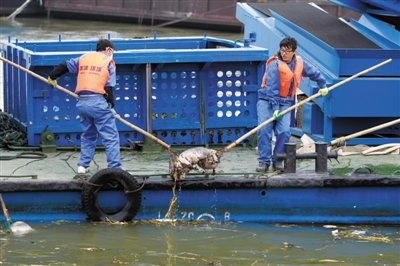 上海已制止浙江养殖户向河道扔死猪 自来水合格