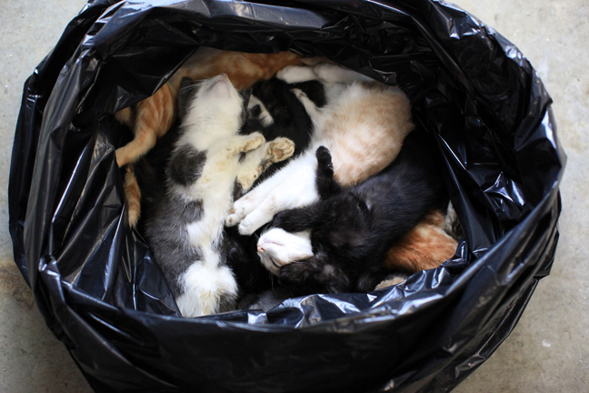 垃圾袋里的流浪动物：无人领养遭安乐死