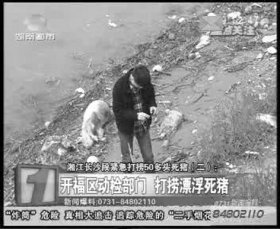 开福区相关部门负责人在三汊矶大桥湘江边调查漂来的死猪。