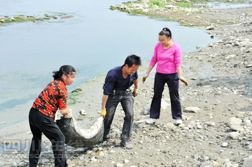 四川彭山河道内现千只死鸭 经检测水质未受污染