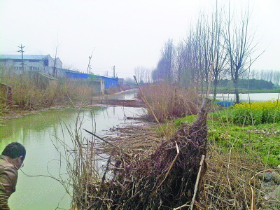 附近一条河流河水呈墨绿色。