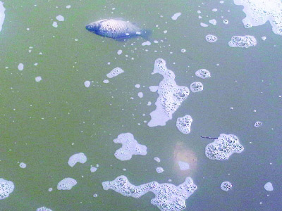 活鱼入水10分钟就漂浮上来。