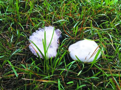 青岛雨后草地冒出蘑菇市民炖汤喝 多数无毒但不宜吃