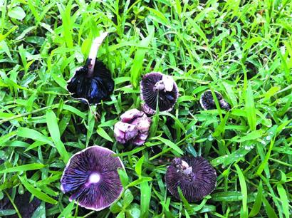 青岛雨后草地冒出蘑菇市民炖汤喝 多数无毒但不宜吃