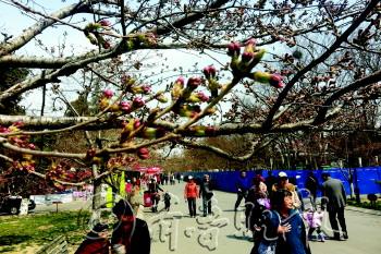中山公园的樱花结