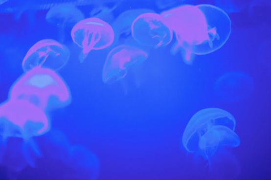 大连圣亚海洋世界“浪漫亲子季” 畅享海洋亲子游