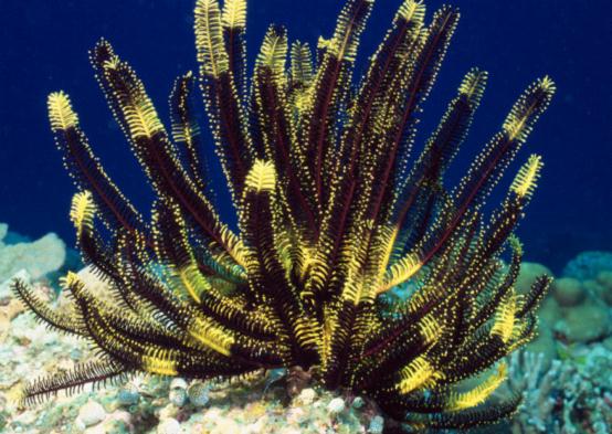 大连圣亚海洋世界“浪漫亲子季” 畅享海洋亲子游