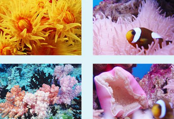 大连圣亚海洋世界“浪漫亲子季” 畅享海洋亲子游