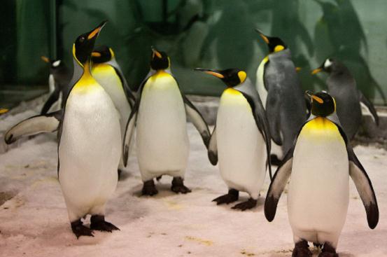 大连圣亚海洋世界“浪漫亲子季” 畅享海洋亲子游