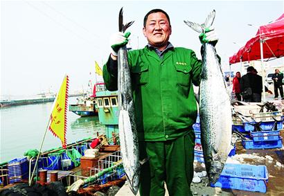 本地春鲅鱼上市每斤最高40元 收购船给渔老大送菜送肉“拉关系”