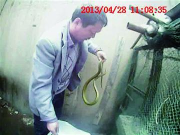 厕所惊现1.7米长黄绿蛇 厕所惊现1.7米长黄绿蛇