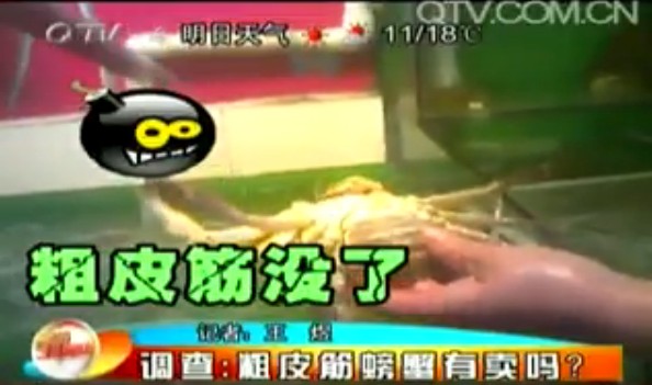 青岛皮筋螃蟹退市 粗大皮筋集体不见踪影 青岛皮筋螃蟹退市 粗大皮筋集体不见踪影