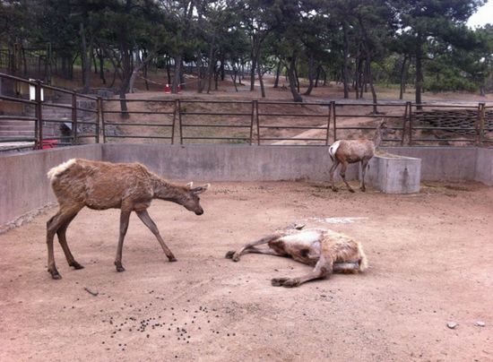 动物园当众割鹿角 园方回应为免伤同类 动物园当众割鹿角 园方回应为免伤同类