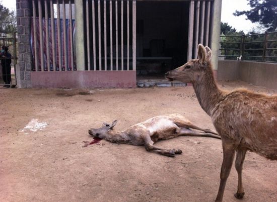 动物园当众割鹿角 园方回应为免伤同类 动物园当众割鹿角 园方回应为免伤同类
