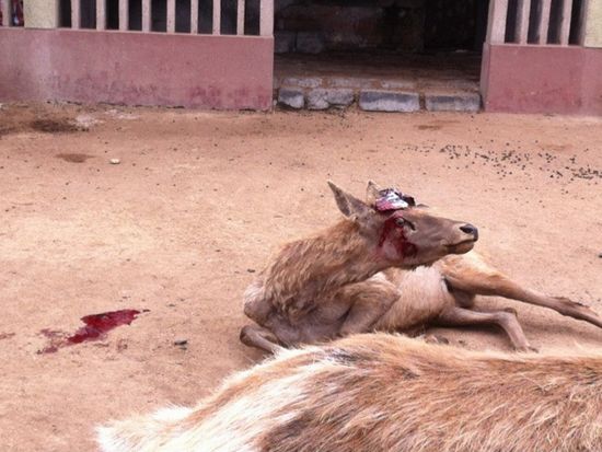 动物园当众割鹿角 园方回应为免伤同类 动物园当众割鹿角 园方回应为免伤同类