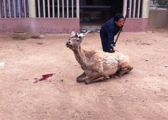 动物园当众割鹿角 园方回应为免伤同类 动物园当众割鹿角 园方回应为免伤同类