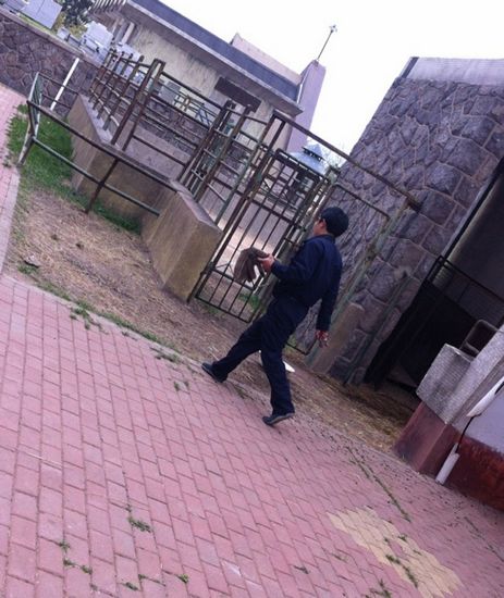 动物园当众割鹿角 园方回应为免伤同类 动物园当众割鹿角 园方回应为免伤同类