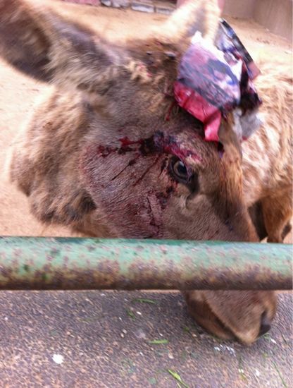 动物园当众割鹿角 园方回应为免伤同类 动物园当众割鹿角 园方回应为免伤同类