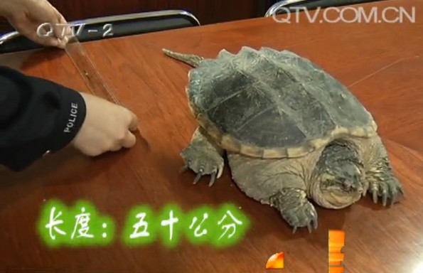商贩街头兜售凶猛鳄龟 体长50公分重12斤