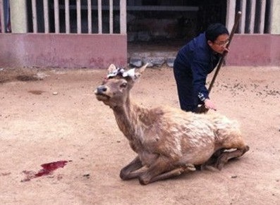 报纸当纱布违规割鹿茸 青岛动物园兽医被停职