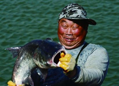 莱西湖开捕大鲢鱼撒欢 市区开售每斤10元