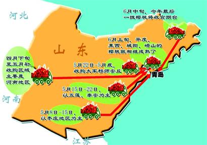 十地樱桃排队进青 价格上涨成水果中贵族 十地樱桃排队进青 价格上涨成水果中贵族