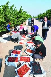 十地樱桃排队进青 价格上涨成水果中贵族 十地樱桃排队进青 价格上涨成水果中贵族