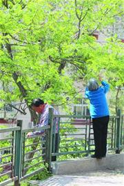 槐树开花引大批市民采摘 有人用三轮车运