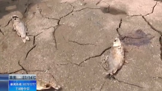 崂山水库死鱼随处可见 白色垃圾占领水源地 崂山水库死鱼随处可见 白色垃圾占领水源地