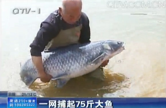 男子一网捕起75斤大鱼:身长1.45米满20岁