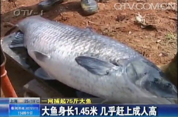 男子一网捕起75斤大鱼:身长1.45米满20岁