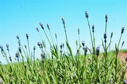 青岛也有普罗旺斯:胶州60亩薰衣草初绽放 青岛也有普罗旺斯:胶州60亩薰衣草初绽放