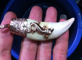 有养碗莲的吗?碗莲发芽长白毛