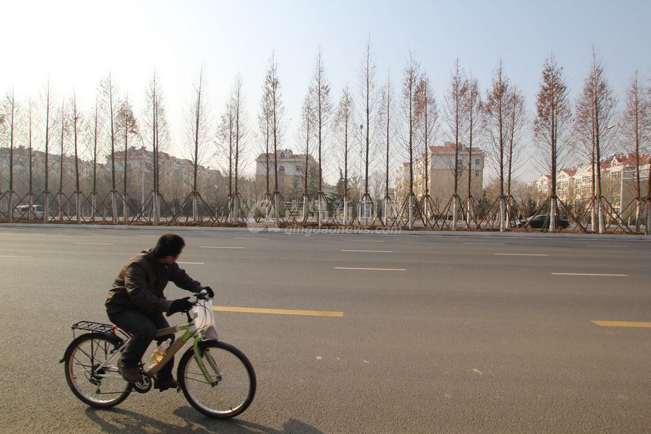 重庆路绿化规模史上空前
