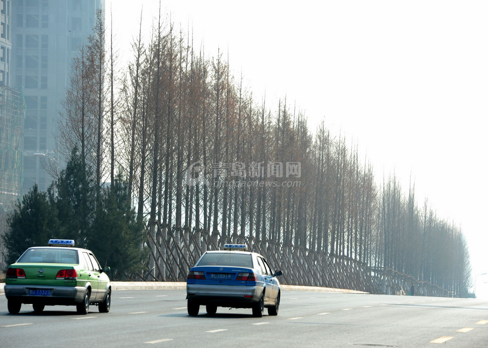 重庆路绿化规模史上空前