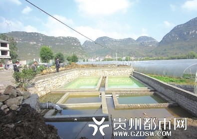 镇宁大寨村建生态污水处理站 让美人蕉来净化污水