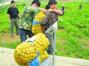 测产马铃薯 测产马铃薯