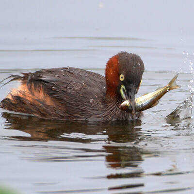 关于补办失业证需要登报声明的故事
