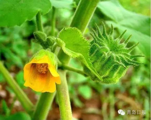 马蜂窝怎么吃有什么作用 a0b3cc6b3249176071b122.jpg