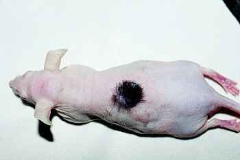 小鼠身上长出人类皮肤一只小鼠能卖12万