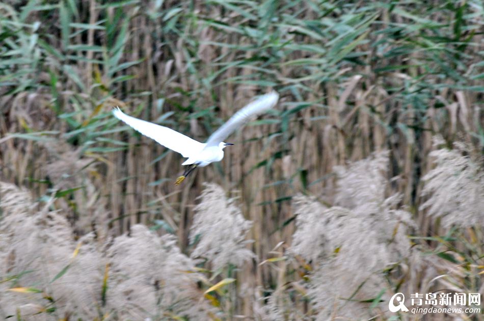 高清:胶州湾湿地成候鸟天堂 鸥鹭翔集处处风景