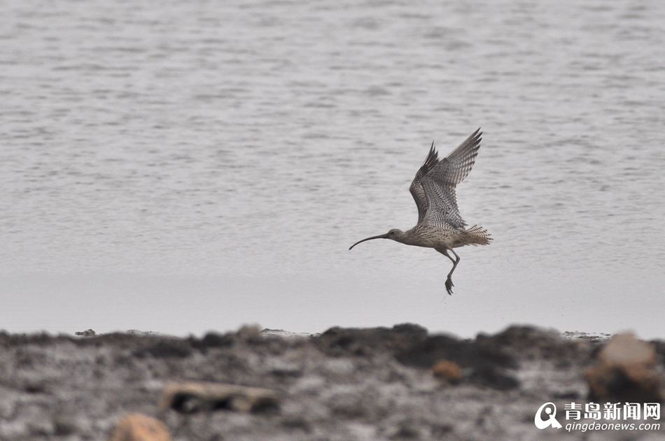 高清:胶州湾湿地成候鸟天堂 鸥鹭翔集处处风景