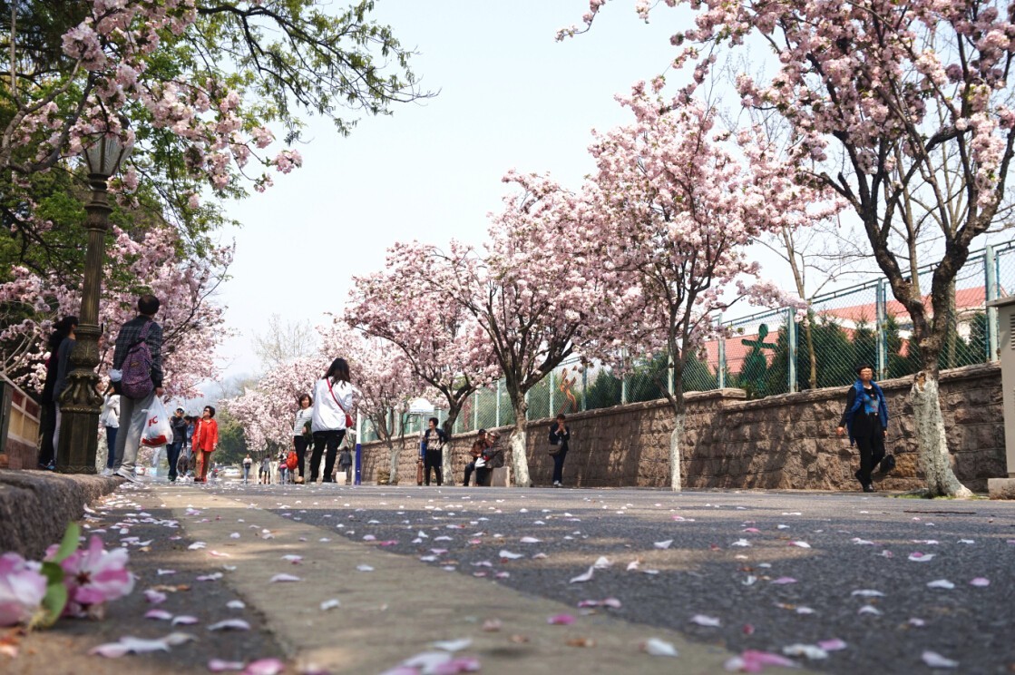八大关已成花海，速来!(多图) - 青岛新闻网