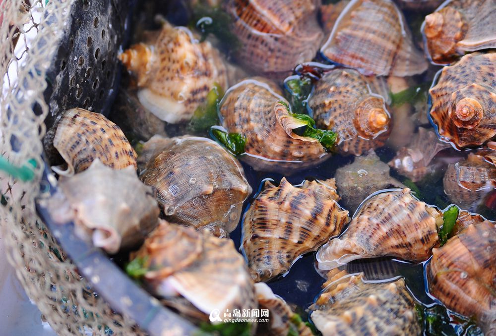 挑选海鲜的最佳方法 60eb698d9a81191d256b37.jpg
