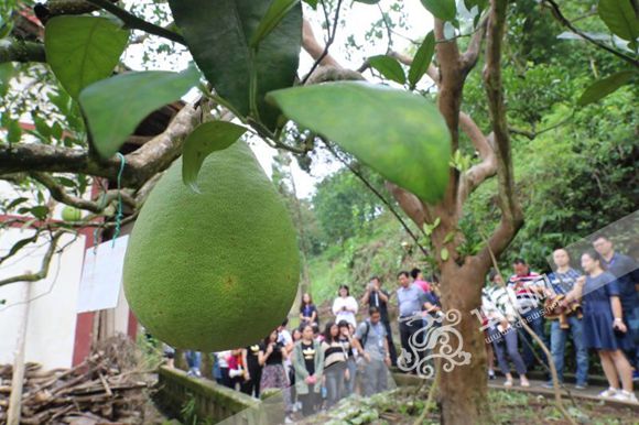 游十里柚乡赏沙田寿果 网媒记者要和柚子来个亲密接触 游十里柚乡赏沙田寿果 网媒记者要和柚子来个亲密接触