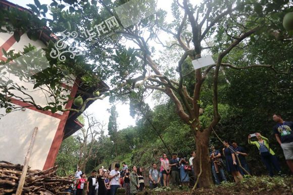 游十里柚乡赏沙田寿果 网媒记者要和柚子来个亲密接触 游十里柚乡赏沙田寿果 网媒记者要和柚子来个亲密接触